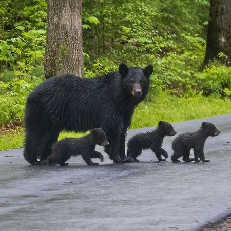 Wilderness Lodge, Hot Tub, Game Room, Pool Access, 1089 Free Tickets Each Paid Day, Dollywood And M Sevierville Exteriör bild